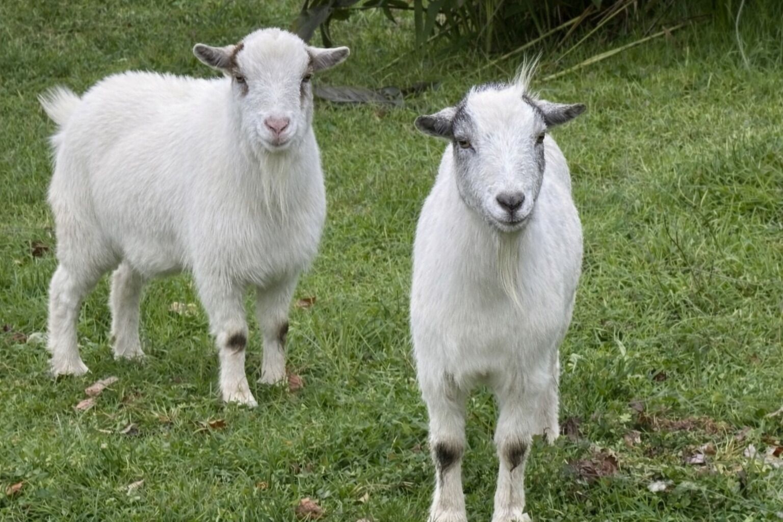 Two white goats standing on grass.