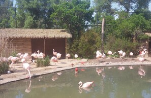 Eine Holzhütte mit einem Strohdach, umgeben von einem Teich mit Flamingos und einem Schwan.