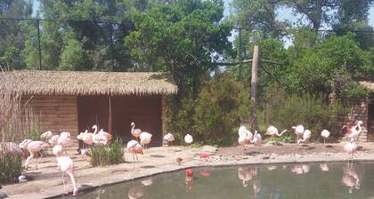 Vacances d'été dans les Landes à Labenne