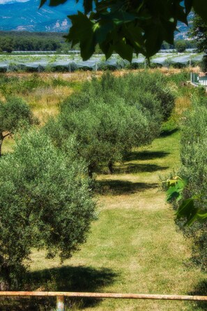Property grounds - Domaine de L'Annonciade (Les Mées)