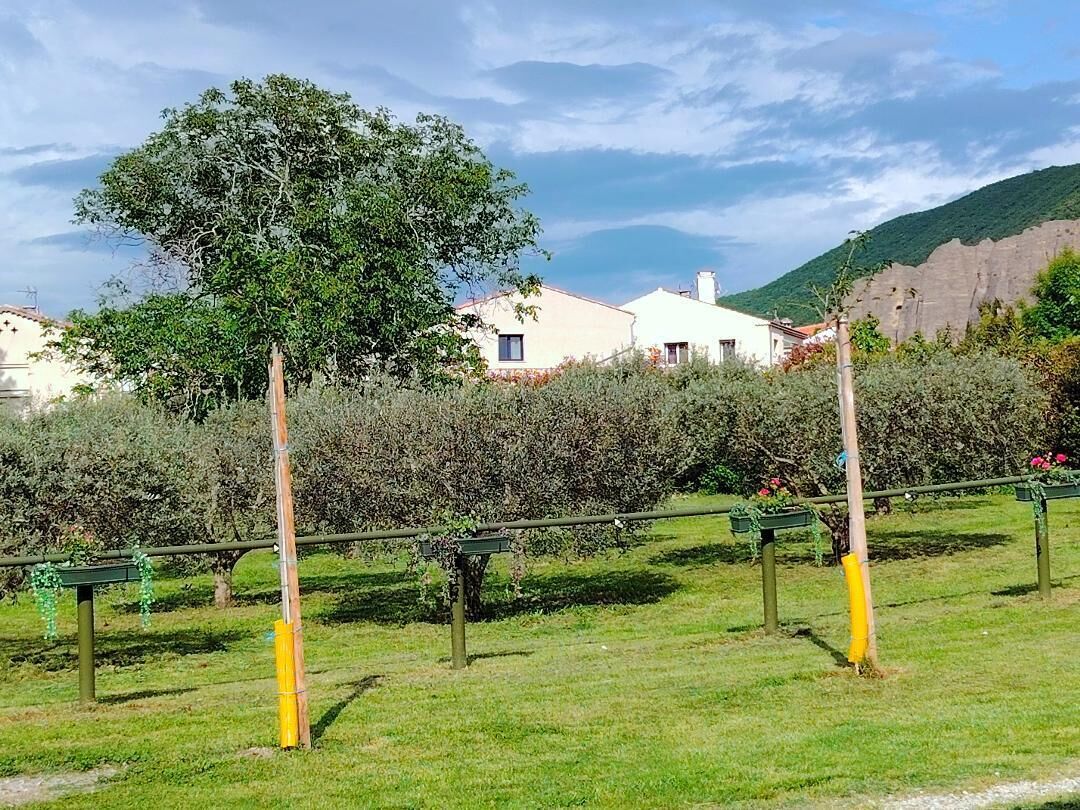 A vineyard with rows of grapevines, a tree, and buildings in the background.