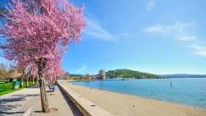 A waterfront promenade with a cherry blossom tree, a concrete walkway, and a calm lake.