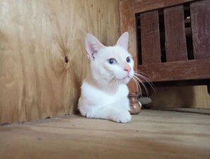 A serene feline companion sits on a rustic bench.