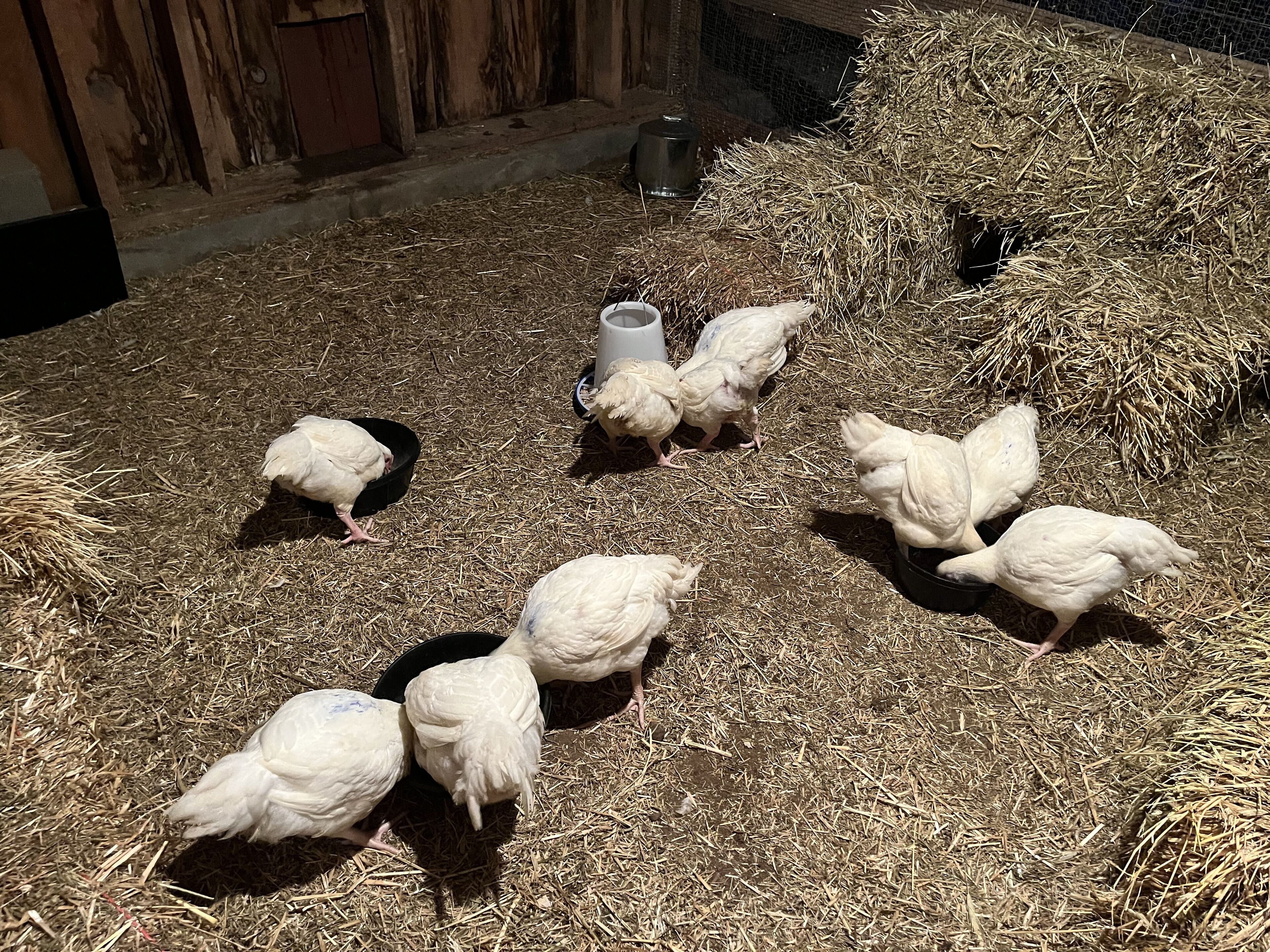 A group of chickens foraging on straw-covered ground with a metal container and a wire mesh structure in the background.