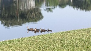 Un cuerpo de agua tranquilo con patos nadando.