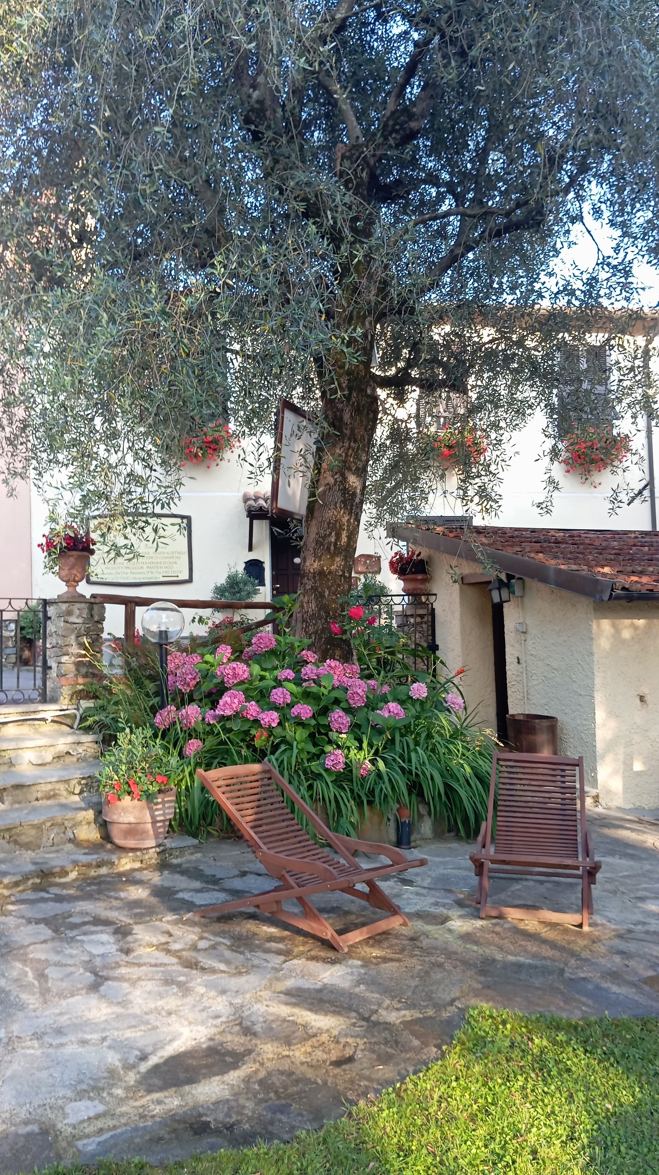 A courtyard with a large tree, potted plants, and two wooden chairs.