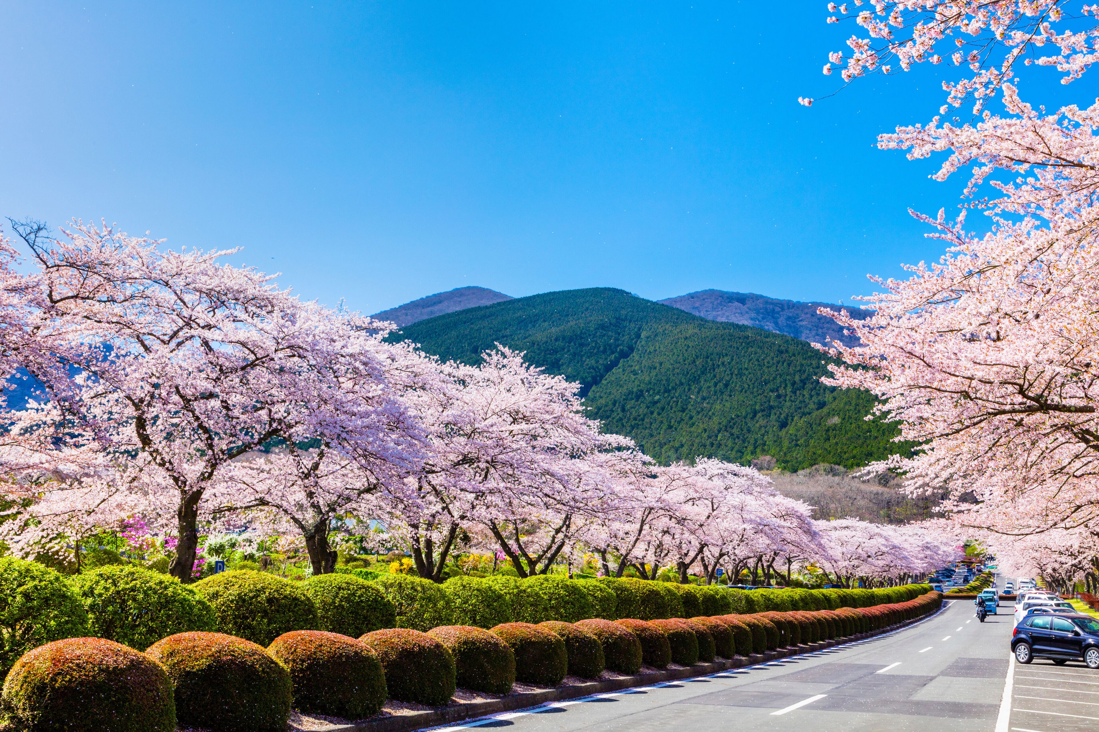 A road lined with neatly trimmed hedges and cherry blossom trees.