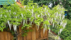 A wooden fence with white flowering vines and a small tree with variegated leaves. - Home: Sleeps 4, Bedroom, Living, Bath, Office, Patio (Bothell)