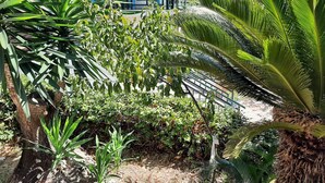 A lush garden area with various plants and a metal fence. - Apartment in Mpenitses with Sea Views & Pool (Mpenitses)