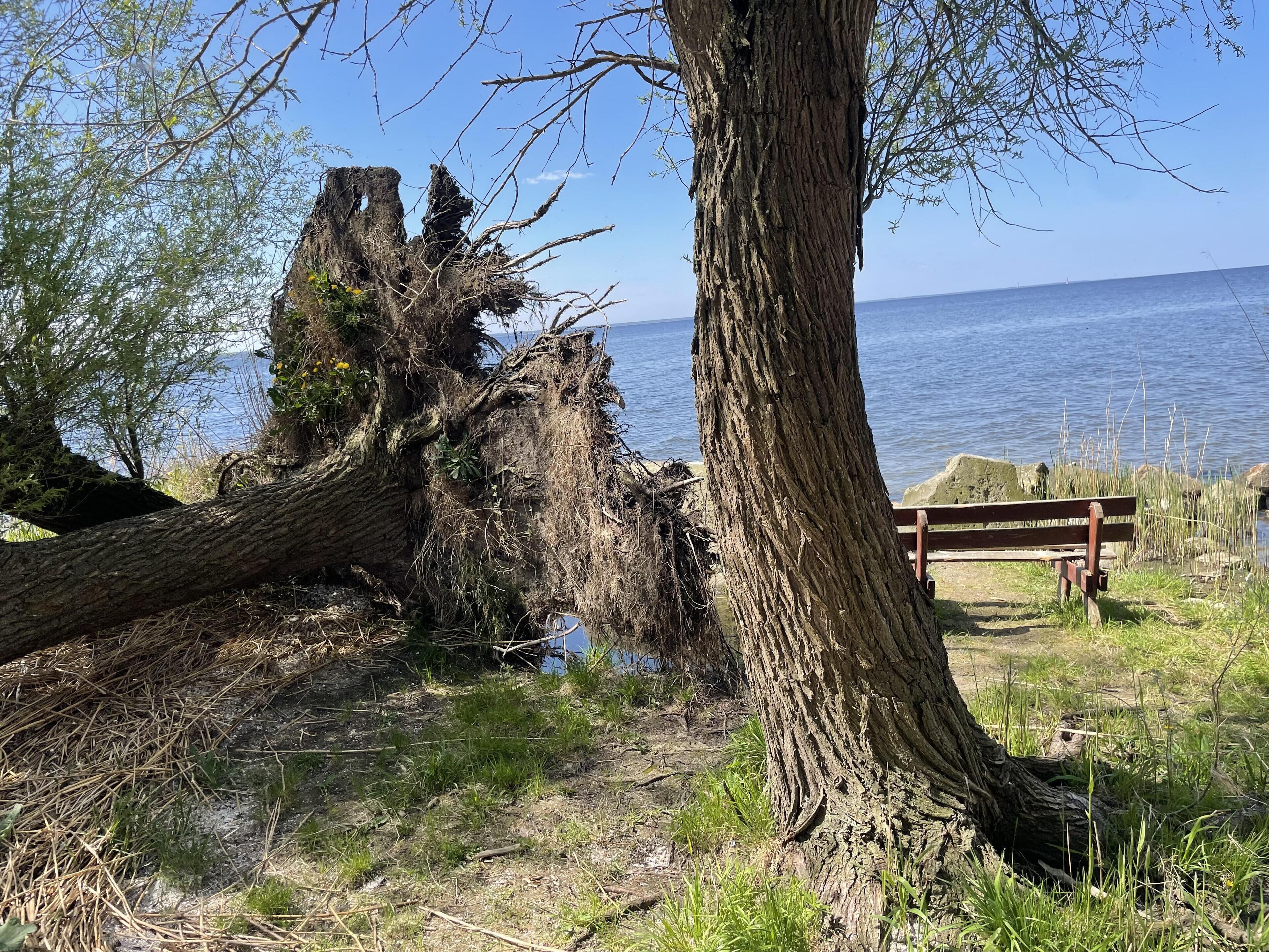 A natural landscape with a fallen tree, a bench, and a view of the water.