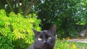 A black cat sitting on a wooden bench in a garden with green foliage and yellow flowers. - Charming house between sea and countryside (Binic-Étables-sur-Mer)