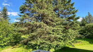 Een houten terras met uitzicht op een grote naaldboom en omliggend groen.