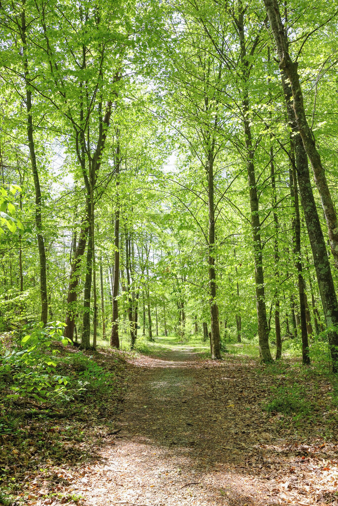 Foto - Ancient Lore Village