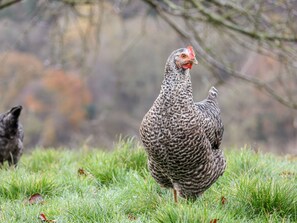 Un pollo en un campo de hierba.