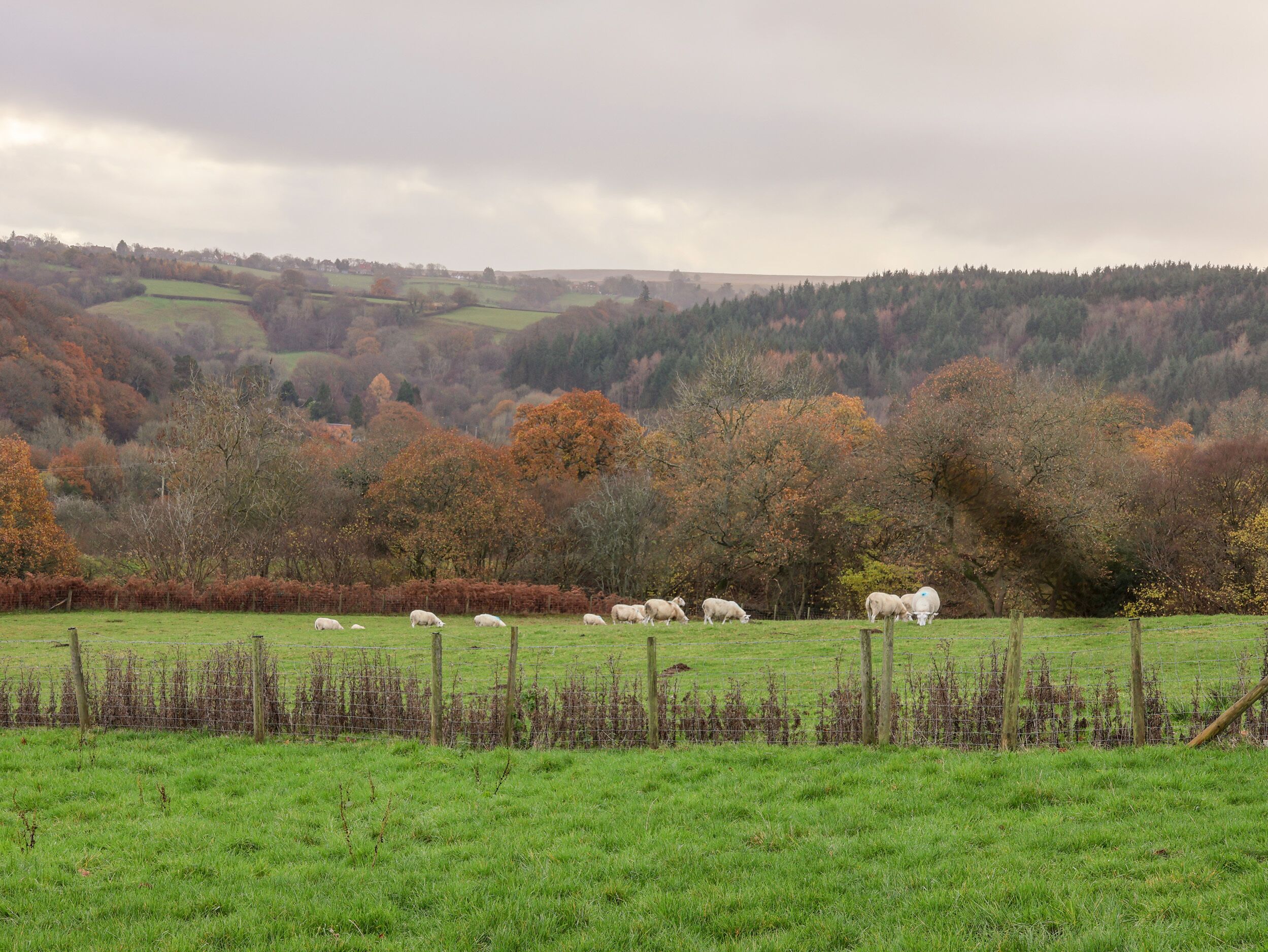 Un paysage rural avec un champ clôturé où paissent des moutons.