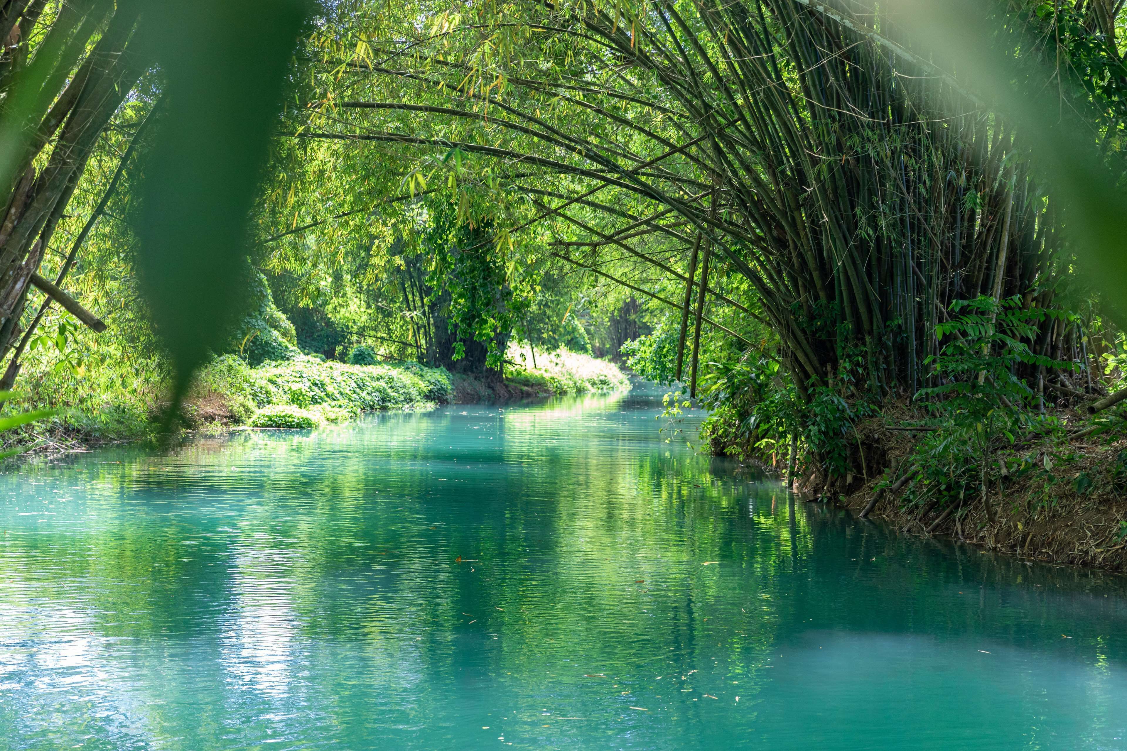 A serene river surrounded by dense bamboo foliage.