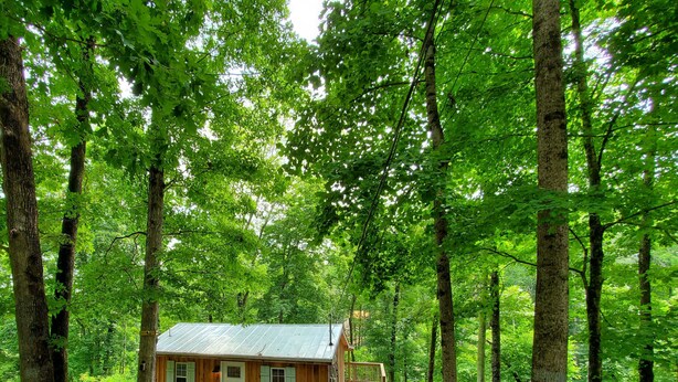 Une petite cabane avec un toit en métal, entourée de grands arbres dans une forêt.