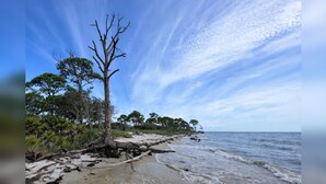 A beach with a prominent dead tree, sandy shore, and ocean.