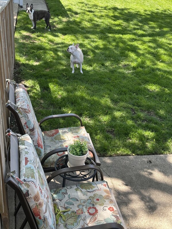 A patio with a floral-patterned sofa, a small potted plant, and a metal table. A dog is visible in the background on the grass. - Beautiful corporate housing 4 bed; full utilities; charming&quaint! (Chicago)