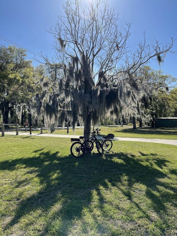 A bicycle parked under a tree with Spanish moss, a stop sign, and a grassy area.