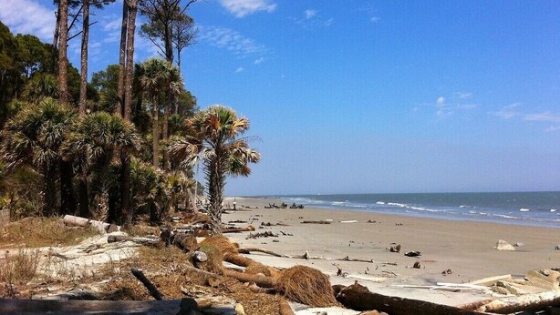 A beach with tall trees and a clear sky.