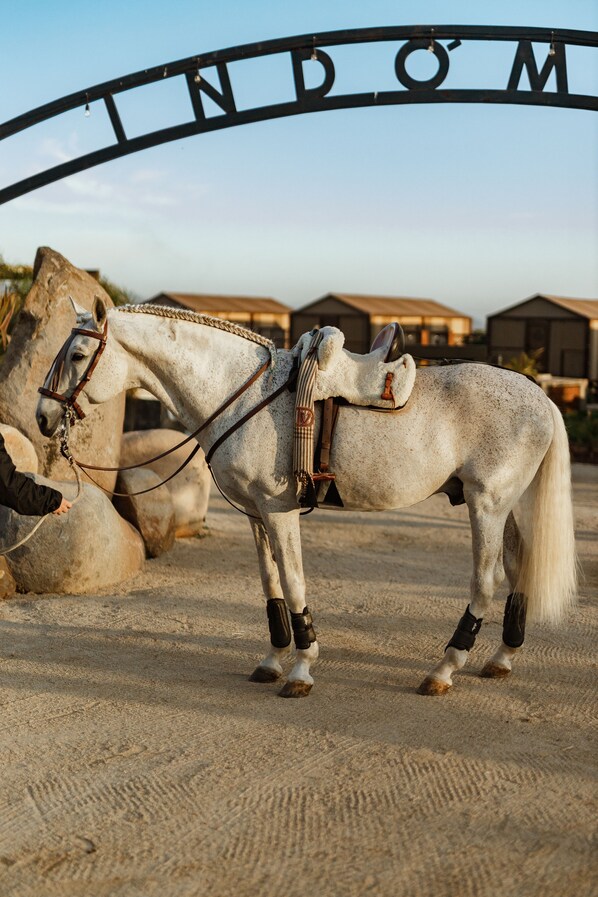 A horse standing in a stable area with a sign that reads "INDOM". - Indomito Resort & Hotel Boutique (Valle de Guadalupe)