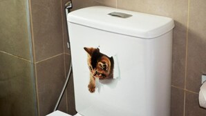Des toilettes avec un autocollant représentant un chat sur le réservoir.