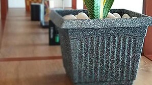 Une plante en pot, avec deux feuilles vertes et plusieurs œufs blancs, est posée dans un pot gris texturé sur une surface en bois.