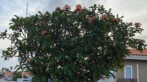 Ein Baum mit orangefarbenen Blüten in einer angelegten Grünfläche mit einem gepflasterten Weg.