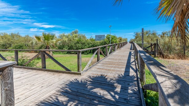 Pasarela de madera que serpentea por un paisaje natural con árboles y cielo despejado.