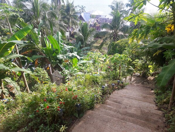 Stroll through the serene tropical garden, surrounded by lush greenery and vibrant plants, leading to a charming residential retreat.