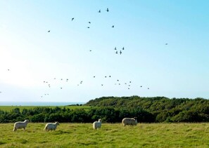 Cabin | Property grounds