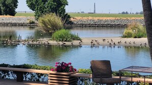 A poolside area with a chair and a planter with flowers, overlooking a pond with ducks and a distant view of a field and power lines.