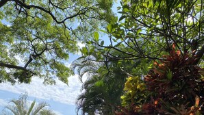 Ein Weg führt durch einen Garten mit verschiedenen Pflanzen und einer Palme.