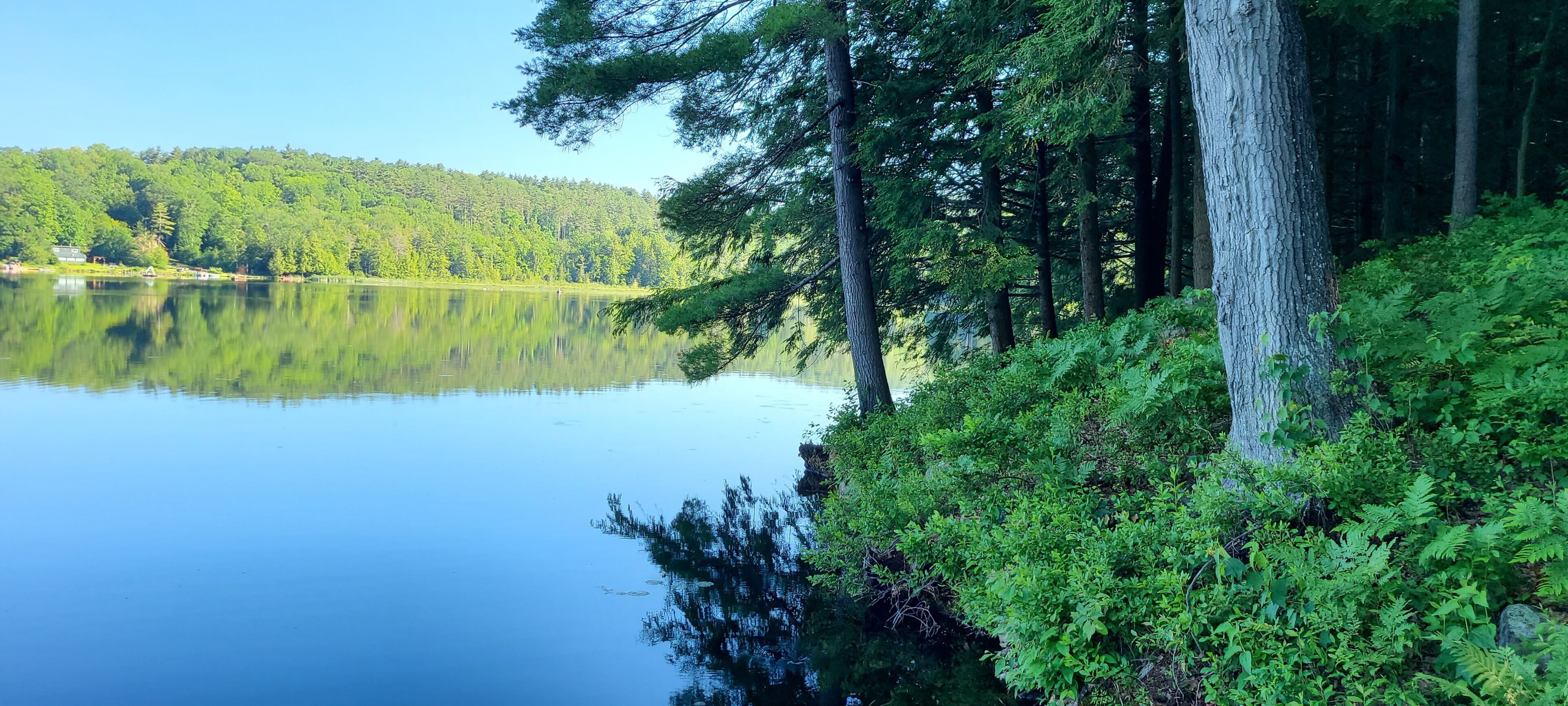 Un lago tranquilo rodeado de un bosque denso y un cielo despejado.