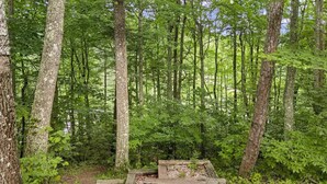 A forest with a wooden staircase leading up. - Updated Lake House, set atop the hill overlooking beautiful Deer Water Lake. (Rogers)