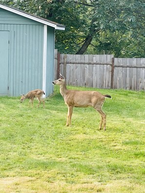 Property grounds - Cozy Cottage with hot tub, firepit, mountain and water view, pets welcome (Port Angeles)