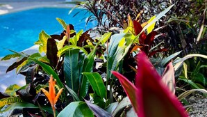 Una piscina rodeada de exuberante vegetación tropical y un edificio blanco al fondo.