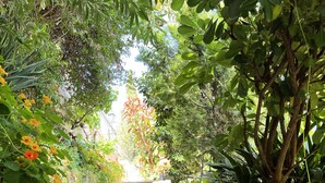 Un escalier en pierre, entouré d’une végétation luxuriante et de plantes en fleurs.