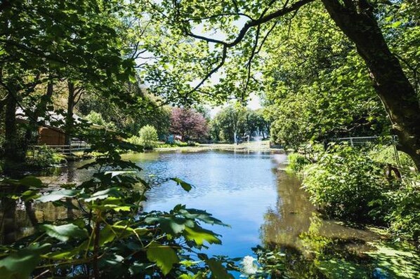 A serene pond surrounded by lush greenery and trees.
