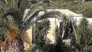 Un jardin agrémenté d’un palmier, d’un petit étang et de diverses autres plantes.