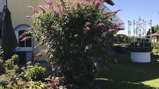 Een geel gebouw met witte luiken, een tuin met roze bloeiende planten en een witte beeldsculptuur.