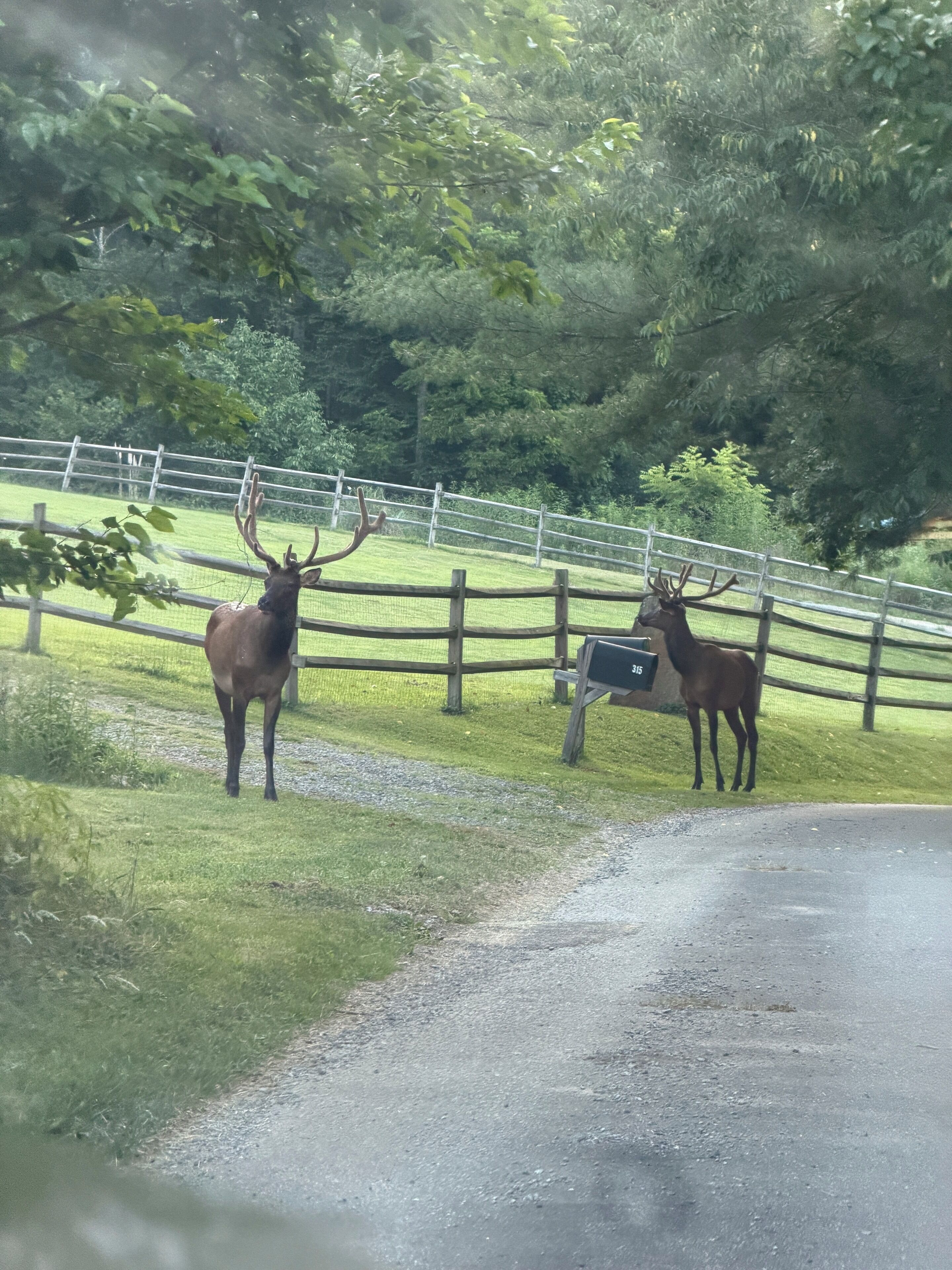A deer standing on a road with a fence and trees in the background.