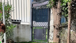Ein Pfad mit Steinrand, eine Rasenfläche und ein Baum mit Kletterpflanzen.