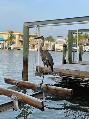 Property grounds - A cottage in a beautiful backyard on McPherson Bayou (St. Pete Beach)