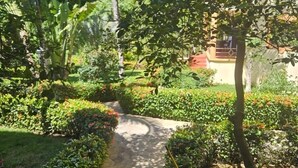 Un sendero en un jardín rodeado de abundante vegetación y un edificio al fondo.