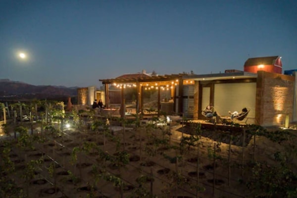 Vineyard
