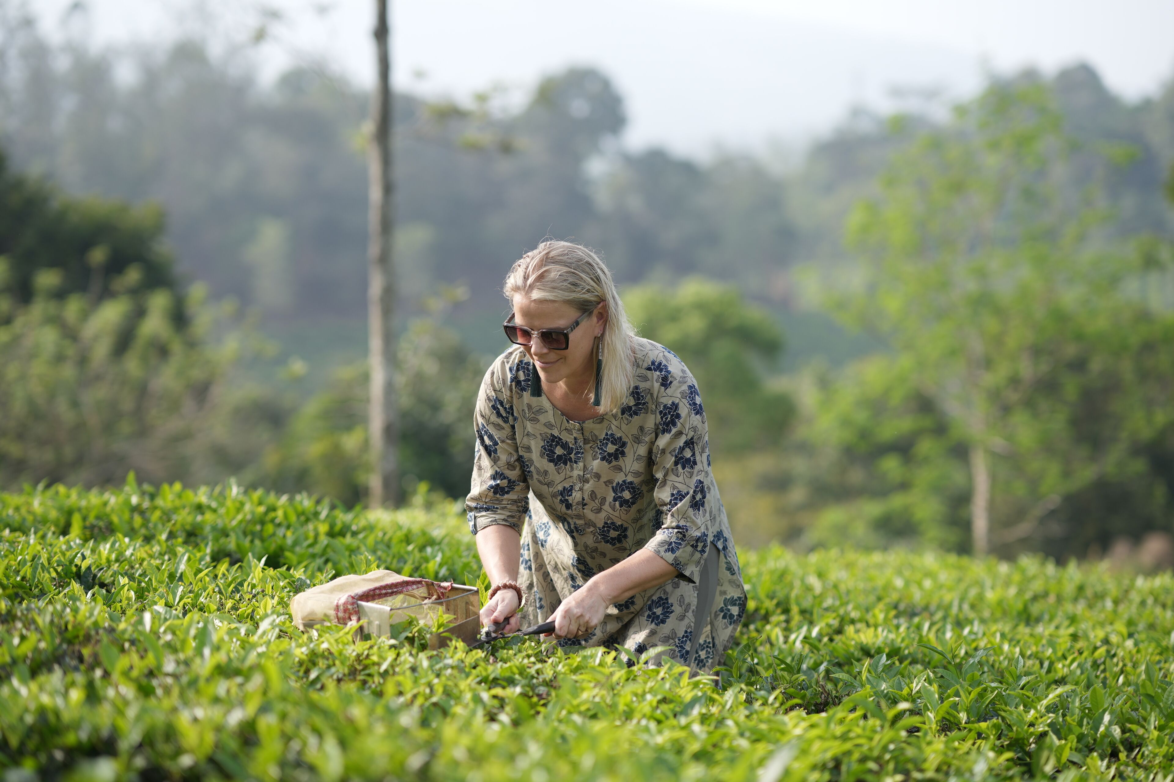 Une personne qui s'occupe d'une plantation de thé.