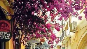 Una calle flanqueada por edificios, una bicicleta estacionada en la acera y un árbol con flores rosadas.