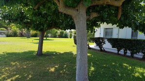 A well-maintained grassy area with a tree and a hedge.